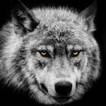 Profile (Wolf)