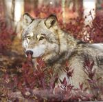 Leafy Wolf (2).JPG