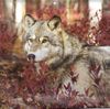 Leafy Wolf (2).JPG
